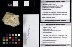 Foto (Objekt + Etiketten) von Cycloprosopon sp. 
